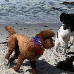 Poodles from Sixteenth Storm Poodles