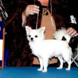 Topper - Chihuahua