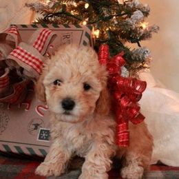 Poodle Puppies from Dundee Dandy Poodles