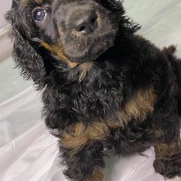 Poodles from Kelley Standard Poodles