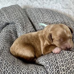 Cavapoo and Havapoo Puppies from Meadowlark Doodles