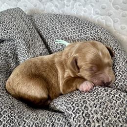 Cavapoo and Havapoo Puppies from Meadowlark Doodles