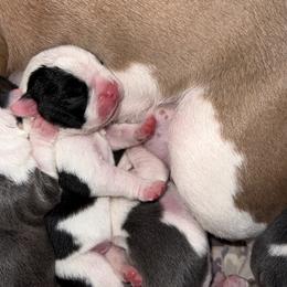 Boston Terrier Puppies from Toon’s Boston Terriers