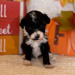 Allspice - Black male Poodle puppy in Caldwell, Idaho from Leila Pearson