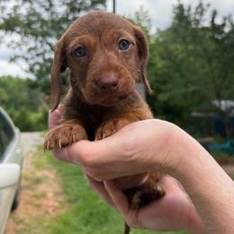Princess - Red female Dachshund puppy in Cleveland, Georgia from Captain Kirk’s Wiener Fleet