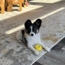 Boy 2 - White black and tan male Papillon puppy in Shirley, Arkansas from Lucky Pups