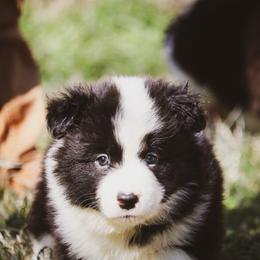 Butterfinger - Black male Border Collie puppy in Dallas, Texas from Effervescent Border Collies