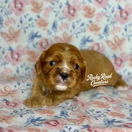 Nyx - Ruby female Cavalier King Charles Spaniel puppy in Nashville, Arkansas from Rocky Road Puppies
