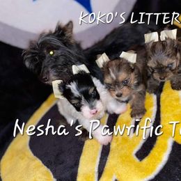 Koko - Yorkshire Terrier