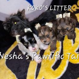Koko - Yorkshire Terrier