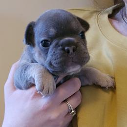 French Bulldog Puppies from Electric City Frenchies