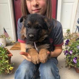 Star-Pink collar - Black and red female German Shepherd puppy in Ronan, Montana from Semper Fi K9 Montana