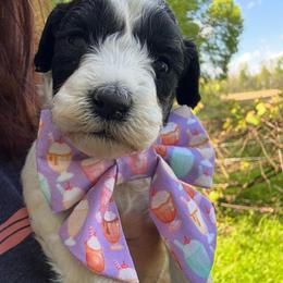 Cookie - (Cookies N'Cream) - White and black female Bordoodle puppy in Canfield, Ohio from Poo's Doo's & Inu's