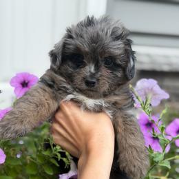 Glacier - Blue merle male Aussiedoodle puppy in Kalamazoo, Michigan from Creekside Ranch