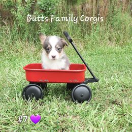 Puppy #7 - Gray and white American Corgi puppy in Cameron, North Carolina from Butts Family Corgis