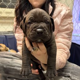 Blue collar boy - Black male Boerboel puppy in Rockford, Illinois from Adoraboerboels