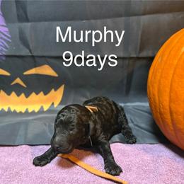 Murphy - Black male Poodle puppy in Grand Rapids, Michigan from Lionkru Lowchen and Standard Poodles