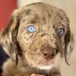 Fig - Merle male Australian Labradoodle puppy in Concord, California from Golden State Good Dogs