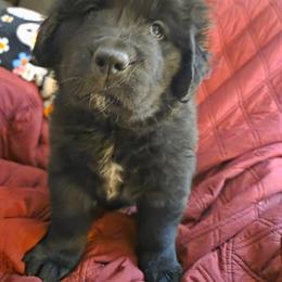Fine Wine Merlot - Black female Newfoundland puppy in Quaker City, Ohio from Country Magik