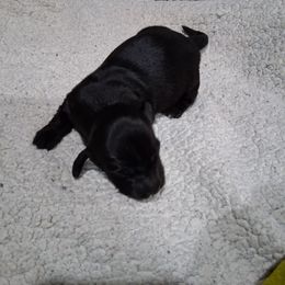 Boy 2 - Black male Dachshund puppy in Farmerville, Louisiana from Hancock House of Basset Hounds & Mini Dachshunds