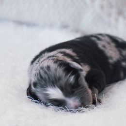 Percy - Blue merle male Miniature American Shepherd puppy in Chocowinity, North Carolina from Foxtail Hollow