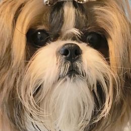 Big boy - Shih Tzu