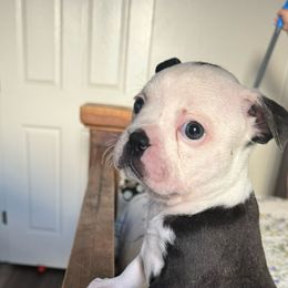 Daisy - Black and white Boston Terrier puppy in Oklahoma from WAOK B&F AKC PUPS