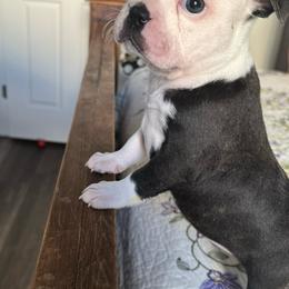 Daisy - Black and white Boston Terrier puppy in Oklahoma from WAOK B&F AKC PUPS