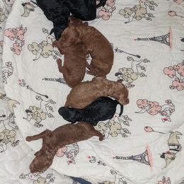 Poodle puppies from Morningstar Poodles