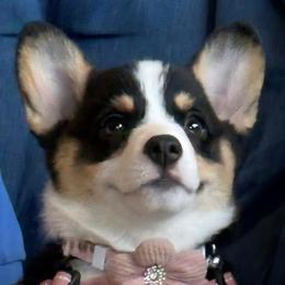 Pembroke Welsh Corgi Puppies from Rhone River Farm Pembroke Welsh Corgis