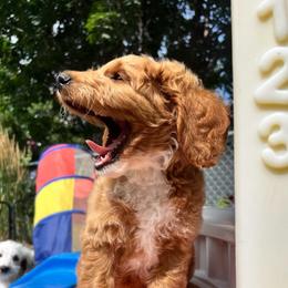 Croissant is brown collar male from Stroodles Bake Sale litter - Apricot male Goldendoodle puppy in Hamilton, Montana from Stroodles Doodles