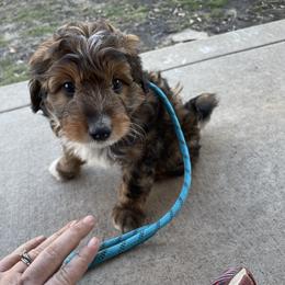 No collar - Sable male Aussiedoodle puppy in Hillsboro, Illinois from Shoal Creek Puppies