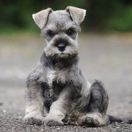 Miniature Schnauzers from Olympus Schnauzers