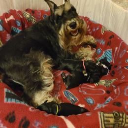 Miniature Schnauzer Puppies from Starbound Miniture Schnauzer's