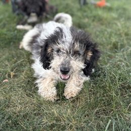 Aussiedoodle, Miniature Australian Shepherd, Poodle, and Toy Australian Shepherd Puppies from Mowry Creek Mini Aussiedoodles and More