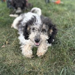 Aussiedoodle, Miniature Australian Shepherd, Poodle, and Toy Australian Shepherd Puppies from Mowry Creek Mini Aussiedoodles and More