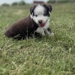 Jack - Red tri male Miniature Australian Shepherd puppy in Godley, Texas from Bradley Kennels