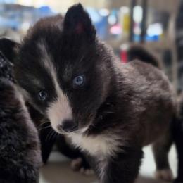 Levi - Agouti and white male Siberian Husky puppy in Buckeye, Arizona from Anime Huskies