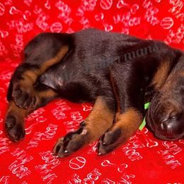 Green - Black and rust male Doberman Pinscher puppy in Louisville, Kentucky from Ruiz Dobermans
