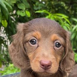 Nala - Chocolate and tan female Dachshund puppy in Dayton, Ohio from LUXEYPUPS