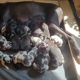 Great Dane Puppies from HCR Great Danes