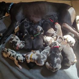 Great Dane Puppies from HCR Great Danes