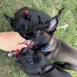Belgian Malinois and German Shepherd Puppies from Sun Valley Malinois