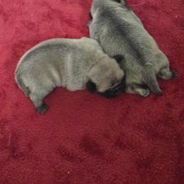 Girl 1 - Fawn female Pug puppy in Gaffney, South Carolina from Sunset Farms