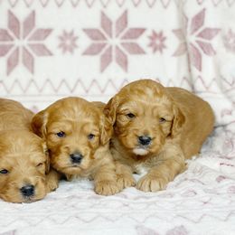Cavalier King Charles Spaniel and Cavapoo Puppies from Red Skye Cavaliers and Cavapoos