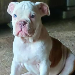 Swirly - Fawn and white female Olde English Bulldogge puppy in Portage, Pennsylvania from Blue Knob OEB's