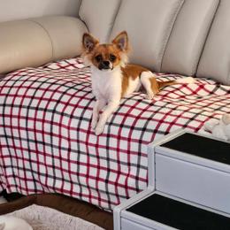 Mason - Chihuahua