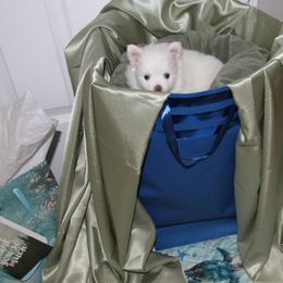 Pomeranian Puppies from Textilepoms