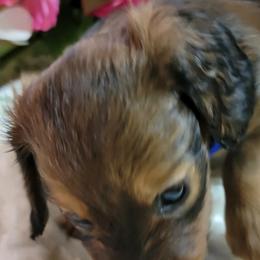 Dachshund Puppies from CLARK'S BREEDING PROGRAM