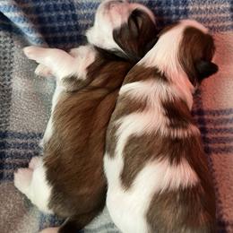 Shih Tzu Puppies from Simply Shih Tzu